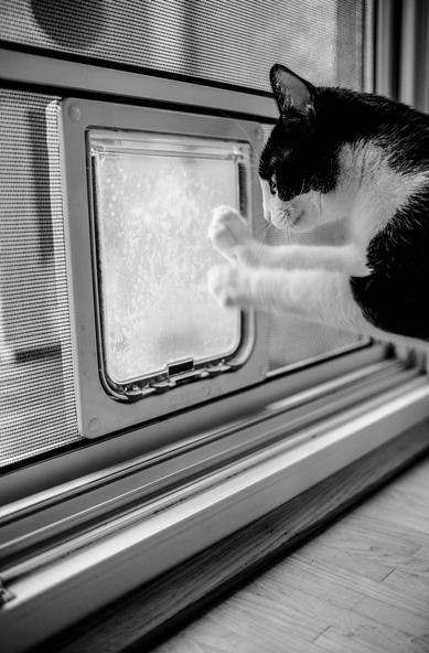Schwarzweiß-Foto einer schwarzweißen Katze, die an einer Katzenklappe kratzt, weil sie durch will.
