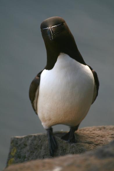 Razorbill bird