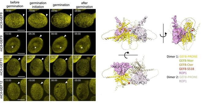 Left: Localization of mCit-GEF8, mCit-GEF9, mCit-GEF11, and mCit-GEF12 under their respective promoters during pollen germination. Timepoint 0 corresponds to the beginning of pollen tube emergence, arrowheads mark the site of pollen emergence, and asterisks mark mCit-GEF9 localization around the sperm cells. Right: AlphaFold2 protein structure prediction of full-length GEF8 and ROP1 (Rank 1, predicted separately), matched on the PRONE8-ROP4 double-dimer structure (PDB: 2NTY). Different angles are shown, and the terminal regions are indicated by different colors.