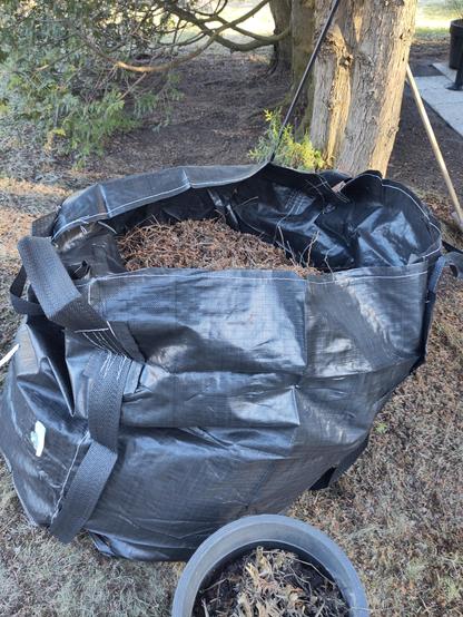 A large garden bag filled with brown thuja crap.