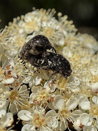 A pair of oxythirea funesta beetles mating on a Photinia serratifolia flower,