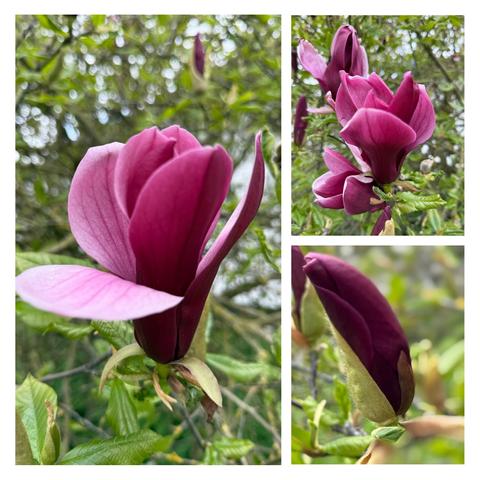 Eine Collage mit drei Fotos von magentafarbenen Magnolienblüten.