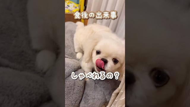 しゃべる犬に進化したペキニーズの子犬　#ペキニーズ #子犬お迎え #fyp  #shorts #ぺたろー #pekinese #しゃべる犬