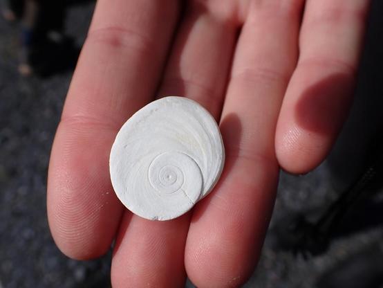 Photo of Lunella smaragda (Cat's Eye Snail) by lisa_bennett. Attribution: (c) Lisa Bennett, some rights reserved (CC BY).