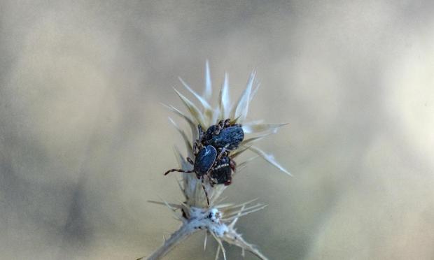Hyalomma marginatum. (Getty Images)