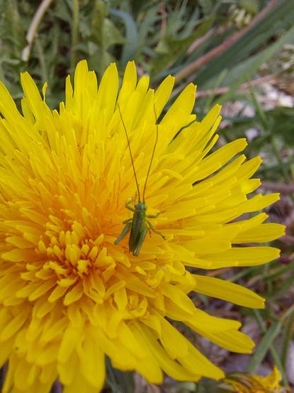 Eine Heuschrecken-Nymphe mit sehr langen Fühlern sitzt auf einer Löwenzahnblüte
