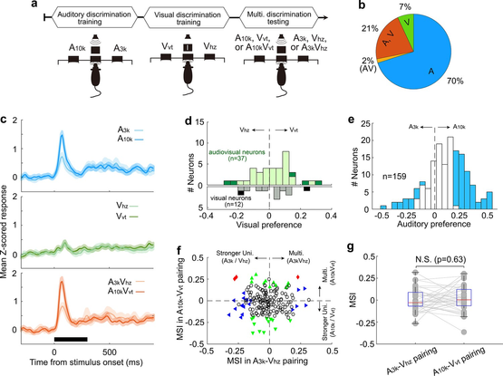 Multisensory integration and cue preferences in right AC neurons after unisensory training.