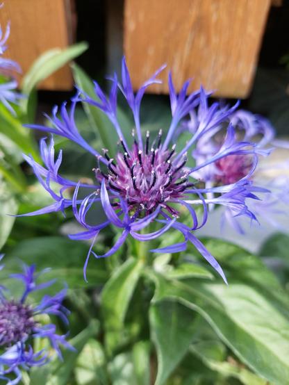 Blüte einer Berg-Flockenblume in Nahaufnahme. Die Blütenblätter sind lila-blau, zart und fedrig. Im Hintergrund hölzerner Gartenzaun.
