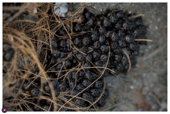 cuttlefish eggs 

a bunch of black shaped balls, that look like a bunch of black grapes (also called the grape of the sea) - next to some fiber like structure)
