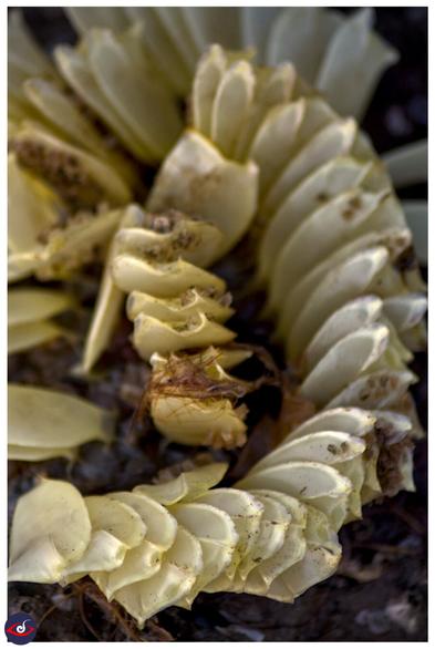 eggcells of snails. Spiral melangia. they are thin tall cells standing parallelly in a spiral shape. there's a hole on tip. there are also smaller egg cells laid by a different species on it.