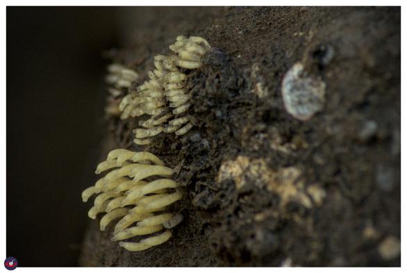 white tubular structures on a rock. the structures are snail egg cells.