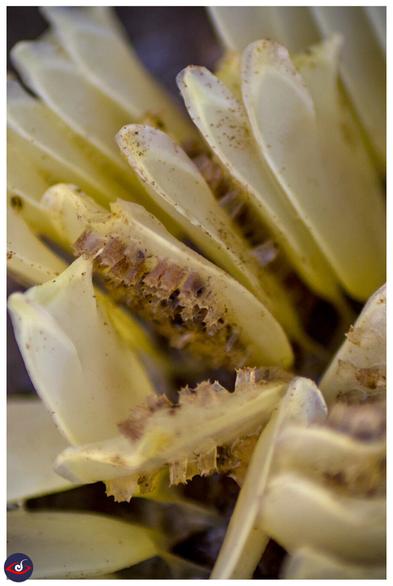 close up of spiral melangia eggcells showing other eggs laid on top.