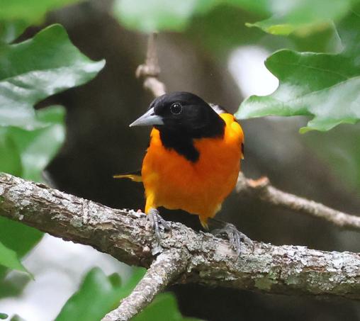 A bright orange bird with a black head perched on a tree branch.