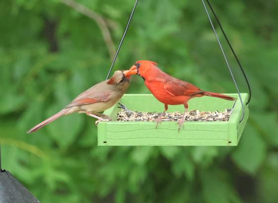 Two red birds of the same species, one male, one female, perched on a seed tray. The female is light red. The male is bright red. They have pressed their beaks together.