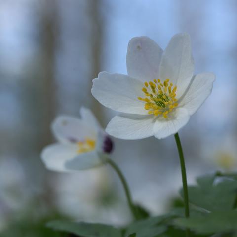 A close up photo of a wood anemone flower in the forest on a sunny but cold spring day.