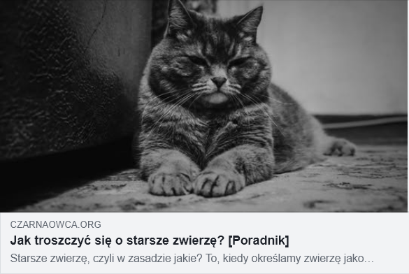 Na zdjęciu starszy, napuszony kot leży na macie na podłodze, na dole napis : Jak troszczyć się o starsze zwierzę? [Poradnik]