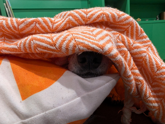 a dachshund-mix's snoot is just barely visible, resting on a white-and-orange pillow and under a draped white-and-orange blanket