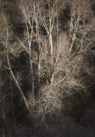 A group of tall, leafless trees with intricate branches, illuminated by soft sunlight against a shadowy background.