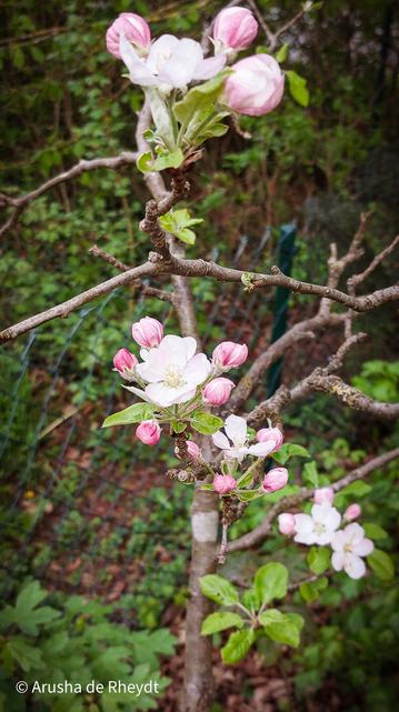 Close up of a young apple tree with many white and pink blossoms