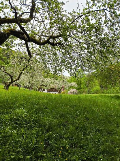 Eine blühende Wiese mit mehreren alten Obstbäumen darauf die alle hell blühen.