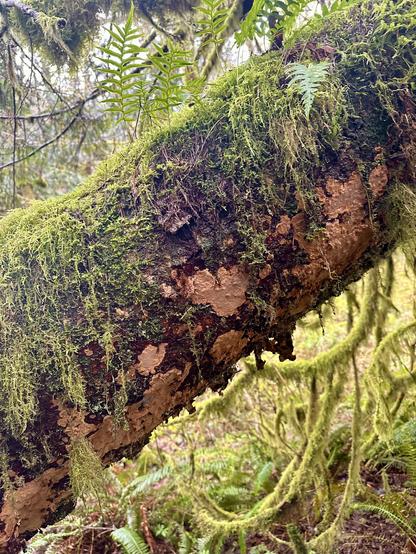 A tree trunk, fallen at an angle, has moss growing on its upper surface, and patchy scaly lichen growing on its underside.
