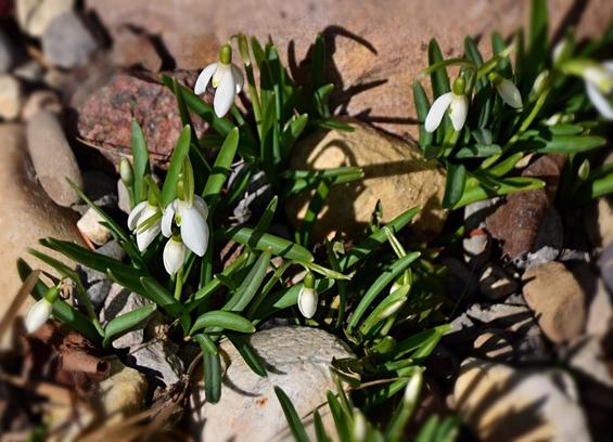 Numerous clusters of grey green slightly fleshy narrow grassy leaves emerge from between stones- generally smooth glacial till of variously coloured weathered quartzite and granite, a larger dully pinkish quartzite at the back. White dangling buds top stems coming from the leaves, just a few open with drooping white sepals(?) around small white central tubes marked with green, more buds on the way.