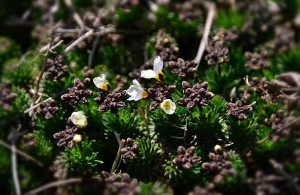 The sun shines on the tips of a low growing alpine plant (this one is a bit lower/more compact than the D aizoides)  made up of many stems a few cm/couple of inches tall, densely spirally clothed with narrow dark green stiff leaves forming a rosette at the top of each stem. It fully covers the ground in this limited view, littered with dry grey stems from last year's flowers. Most of those rosettes have a short stem emerging with numerous dark purply buds, ssome showing a hint of white at the tip where they will open, and just a half dozen tiny white flowers partly to fully open.