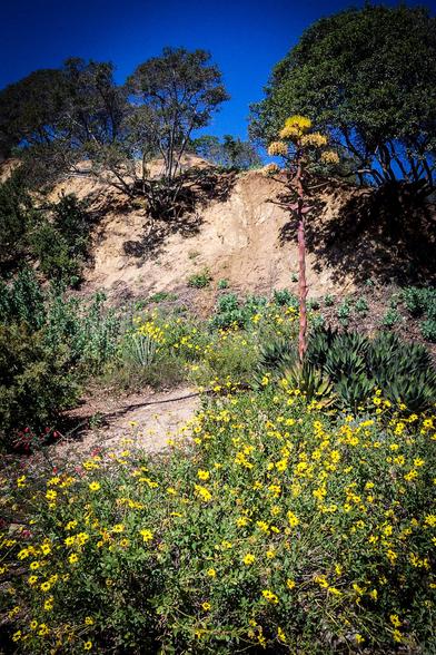 The image depicts a natural landscape with a clear blue sky. In the foreground, there is a vibrant display of yellow flowers, likely a type of wildflower, covering the ground. These flowers are interspersed with green foliage, including some succulent plants with thick, fleshy leaves. A prominent agave plant with a tall, reddish stalk and yellow flowers stands out in the center-right of the image. The background features a sandy hillside with sparse vegetation, including trees with green leaves. The sunlight casts shadows on the hillside, highlighting the textures of the soil and the plants. The overall scene suggests a dry, possibly arid environment, typical of a desert or semi-desert region.

Provided by @altbot, generated privately and locally using Ovis2-8B