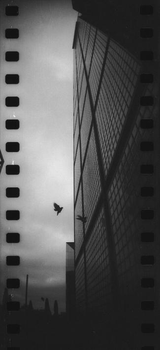 Black and White photo, a vertical panorama of a facade of squares of glass bricks, a pigeon is reflected approaching it. Shot against a cloudy sky that is also reflecting in the window bricks.