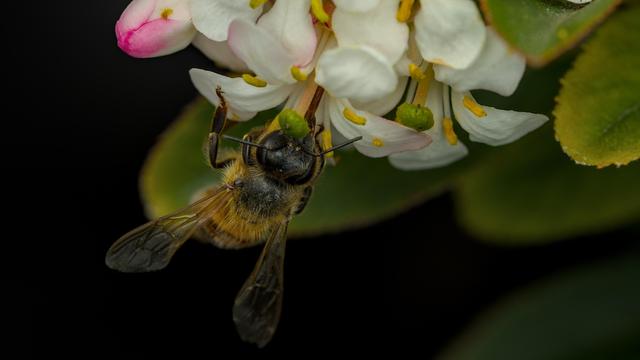 A macro photo of bee drinking nectar with its proboscis out going into a white flower