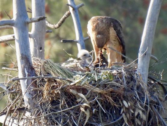 An adult hawk feeding chicks in their nest, surrounded by a serene natural setting.