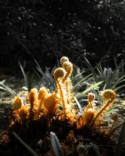 Unfurling plant