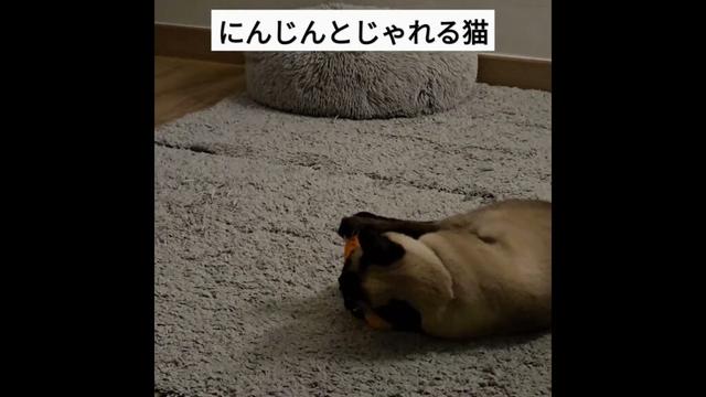 愛着人形とじゃれる猫がかわいすぎた #シャム猫ひおろ #cat