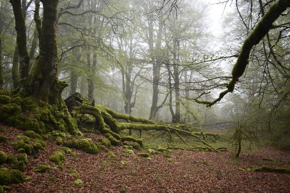 Pago enborra basoko lurrean erorita,goroldioz beteta eta orbelez inguratuta.