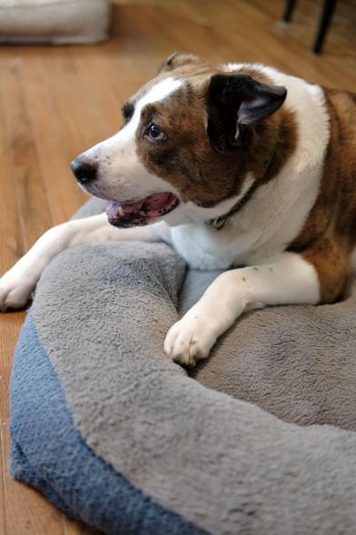 A white and brown dog lying on his bed, looking toward the left side of the screen, looking happier and more animated