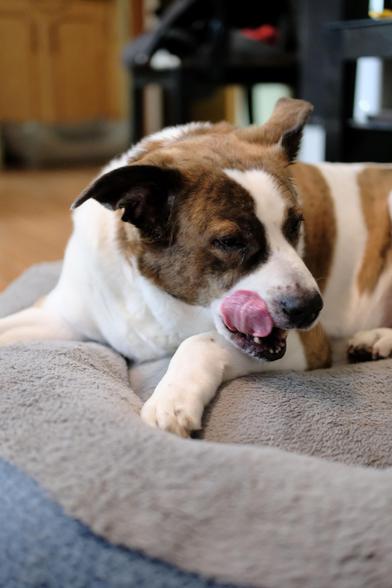 A white and brown dog lying on his bed with his head turned to the right of the screen. Right after his supper and licking his chops.