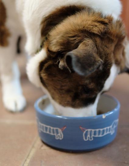 A white and brown dog eating his supper in the kitchen from a blue bowl