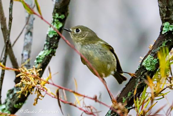 "This image features a ruby-crowned kinglet, a tiny songbird perched delicately on a branch. The bird has an olive-green and grayish body with fine, soft feathers. Its beak is thin and sharp, and its large, dark eye is surrounded by a striking white ring that gives it an alert appearance. The branches are lightly adorned with lichen and small, yellowish leaves or buds, hinting at the freshness of spring. The background is beautifully blurred, emphasizing the bird as the central subject. In the lower-left corner, the photograph is signed “© Swede's Photographs.”" - Copilot