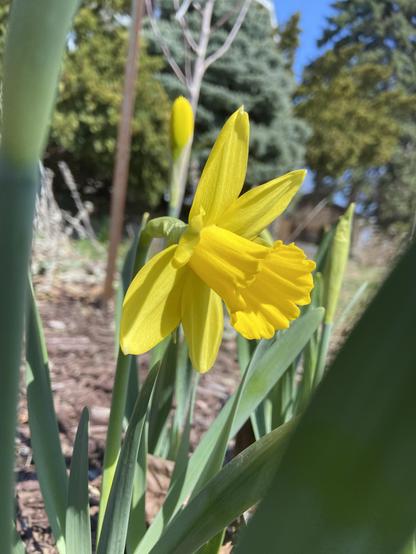 A side view of a yellow daffodil, seen between stems and leaves of other daffodils