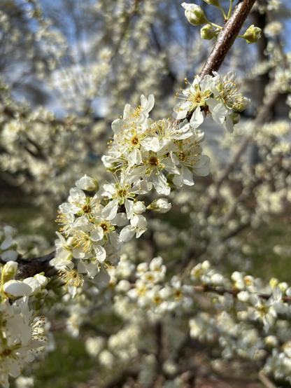 plum blossoms on a plum tree that is very full of blossoms