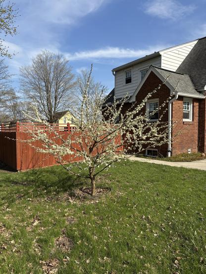 A plum tree in full bloom in front of a brick house and a wood fence