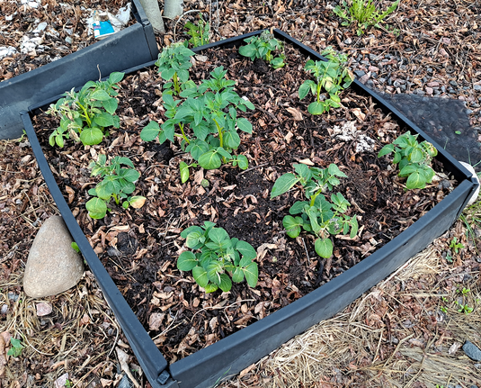 A square plastic garden bed rim filled with soil and some leaf mulch, with nine potato plants spaced out inside it. Some have a few brown and withered leaves, but overall the plants are healthy and 6+ inches tall.