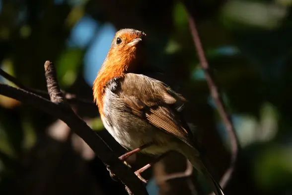 Red Robin posing in the morning sun