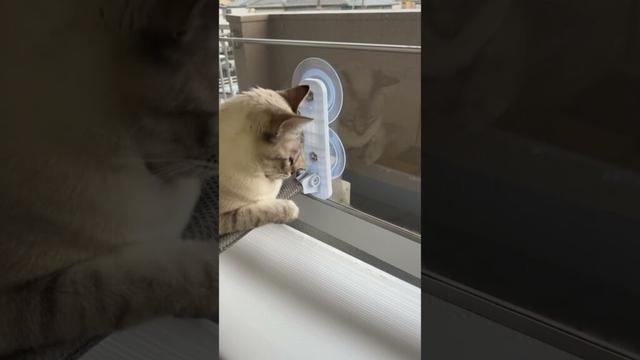 窓に映ってるね！　#シャムトラ #元保護猫 #シャムミックス  #cat #猫耳 #kitten  #猫耳 #siamesemix