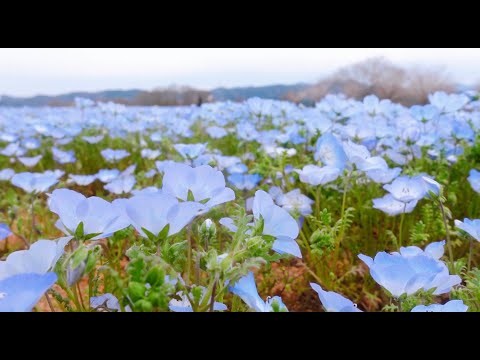 【広島旅】世羅町ドライブ