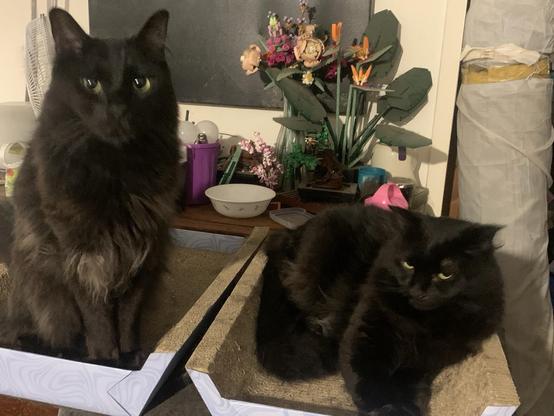Two black cats in their adjacent scratching pads, in front of a display of lego flowers.  One of the cats is attentively awaiting due attention, the other fuck ypu i’m comfy right here.