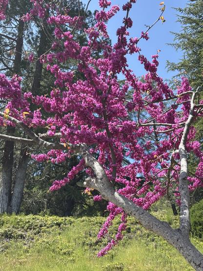 A vibrant flowering Redbud tree with clusters of bright pink blossoms against a backdrop of green foliage and blue sky.