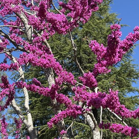 A close-up of a Redbud tree branch with vibrant pink blossoms against a bright blue sky, with green coniferous trees in the background.