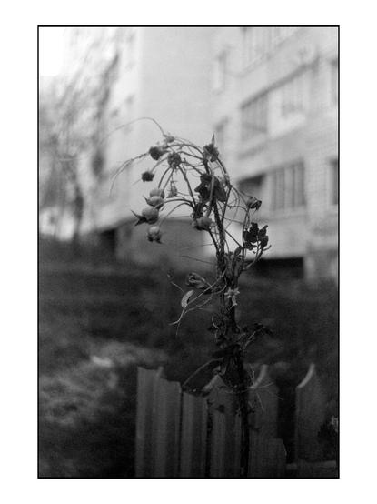 The image is a black and white photograph featuring a plant in the foreground. The plant has thin, wiry stems with several small, round, dried fruits or seed pods hanging from them. The plant appears to be wilting, with some leaves and stems drooping. The background is blurred, showing a building with multiple windows, suggesting an urban environment. The ground is visible, with a hint of a fence or barrier in the lower part of the image. The overall tone of the photograph is somber, with a focus on the plant's delicate and fragile state.