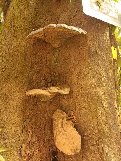 Fungi growing on the body of living Horsfieldia iryaghedhi tree. Everything looks orange because I messed the white balance.